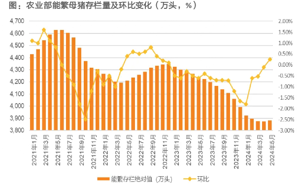 ETF观察|“高含猪率”ETF规模大增，机构：猪价反转趋势明确，板块已步入右侧