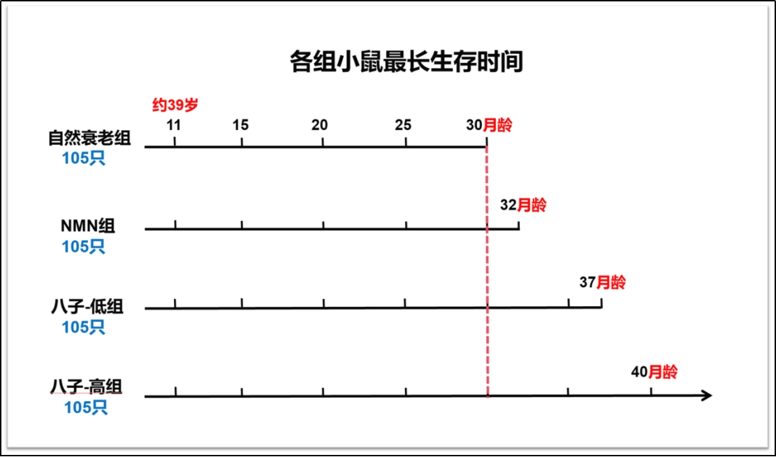 八子补肾抗衰老取得重磅成果，哺乳动物最长寿命延长10个月