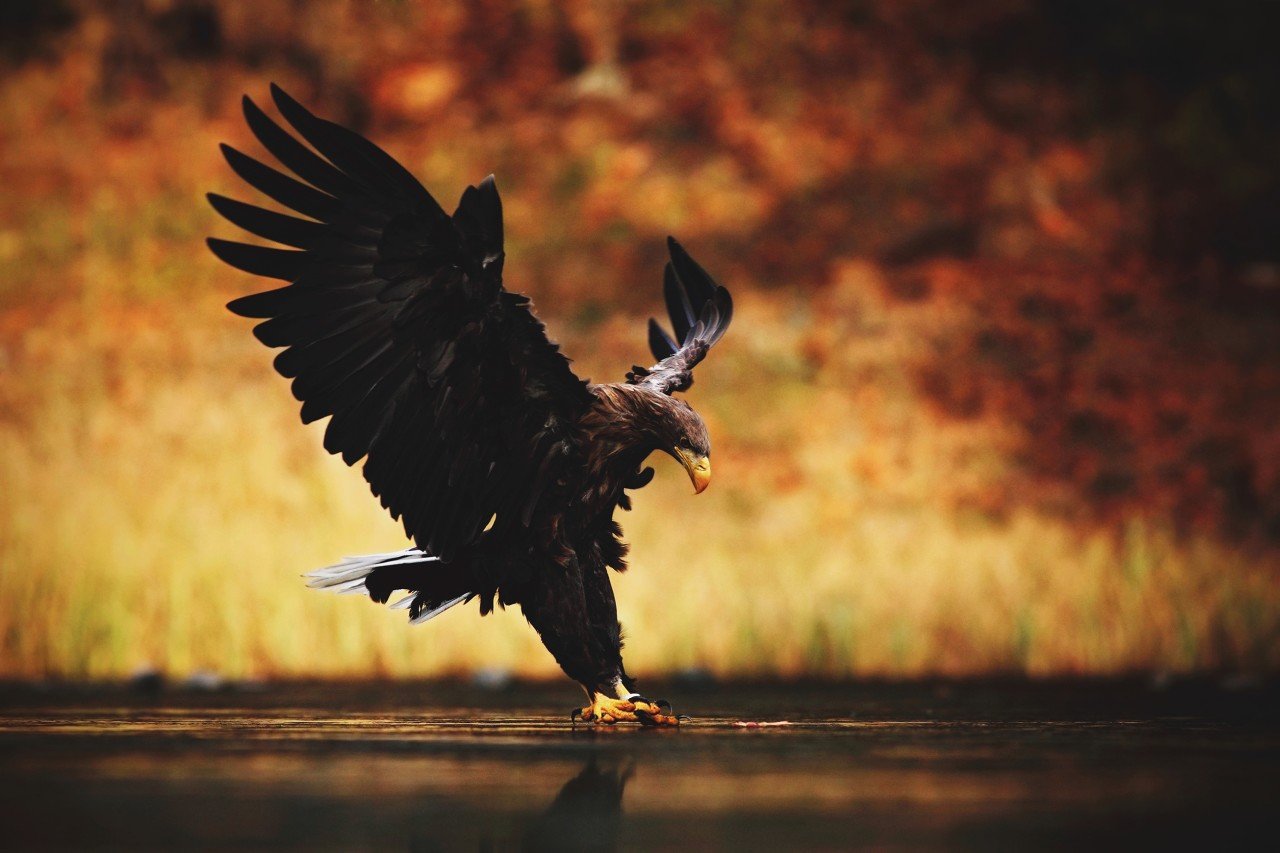 对降息持谨慎态度！美联储最“鹰派”高官警告：仍担心通胀