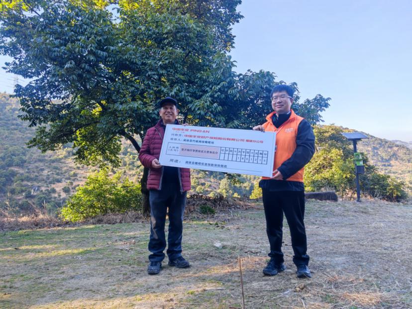 快赔25万，平安产险助力闽侯橄榄产业发展