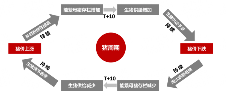 农业农村部：1月末全国能繁母猪存栏量4062万头，机构：猪价或继续下探
