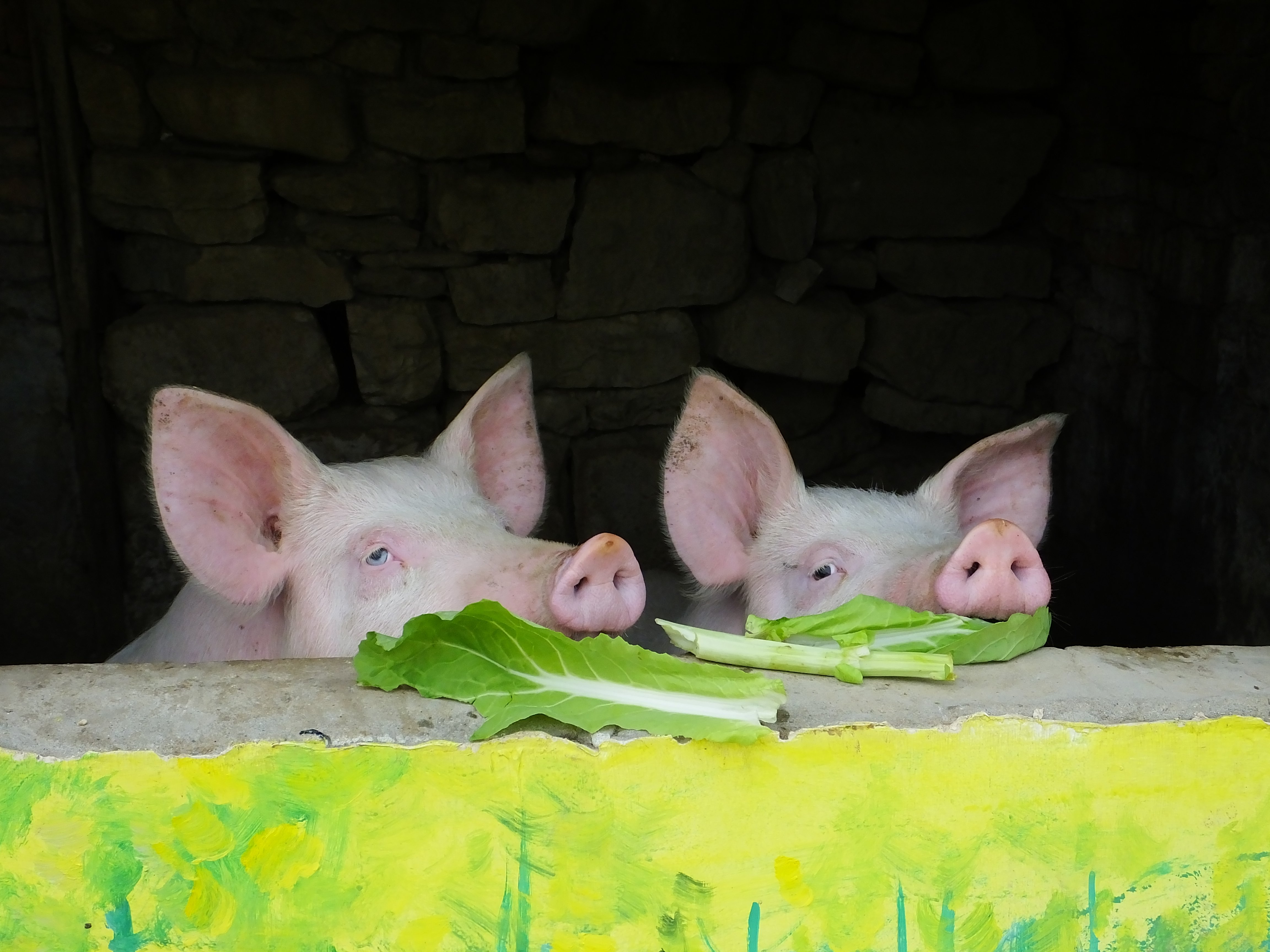 60后夫妻回乡养猪，成为河南首富，传牧原股份将赴港二次上市