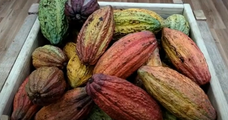 纽约咖啡期货反弹1.8%：特朗普关税阴影下市场静待明朗化