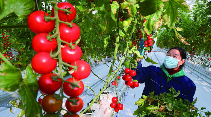 恒丰银行：施好金融“底肥”+助农“柿”业兴旺