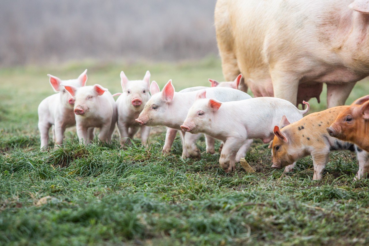 政策收储释放暖意！猪肉板块强势冲高，“猪茅”市值重返3000亿