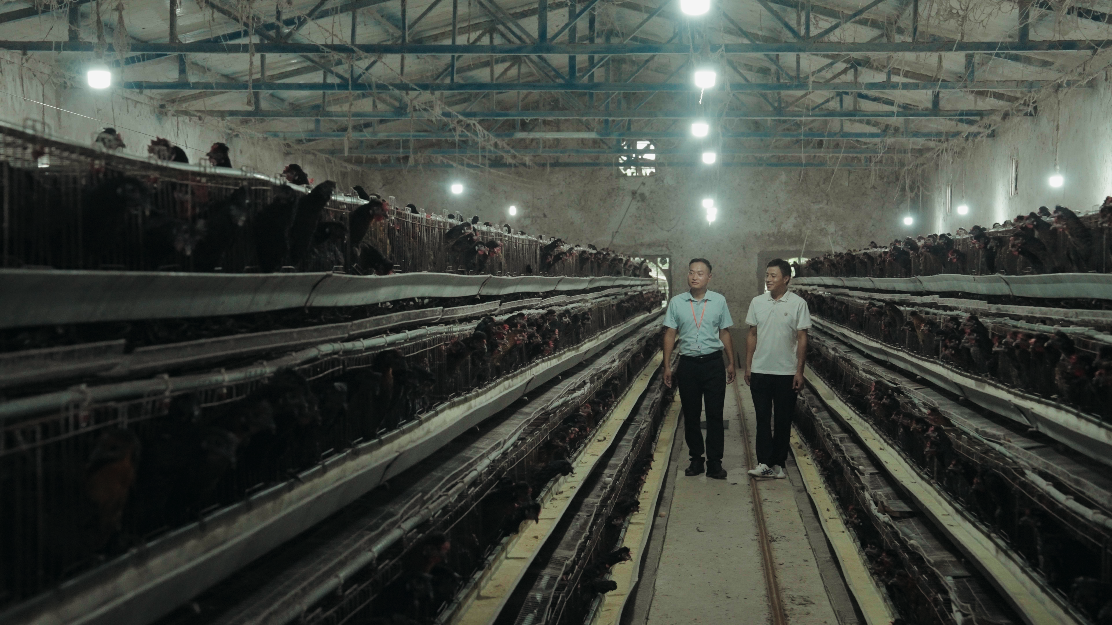 普惠金融赋能新农人，平安融易助固始鸡“飞”出大山