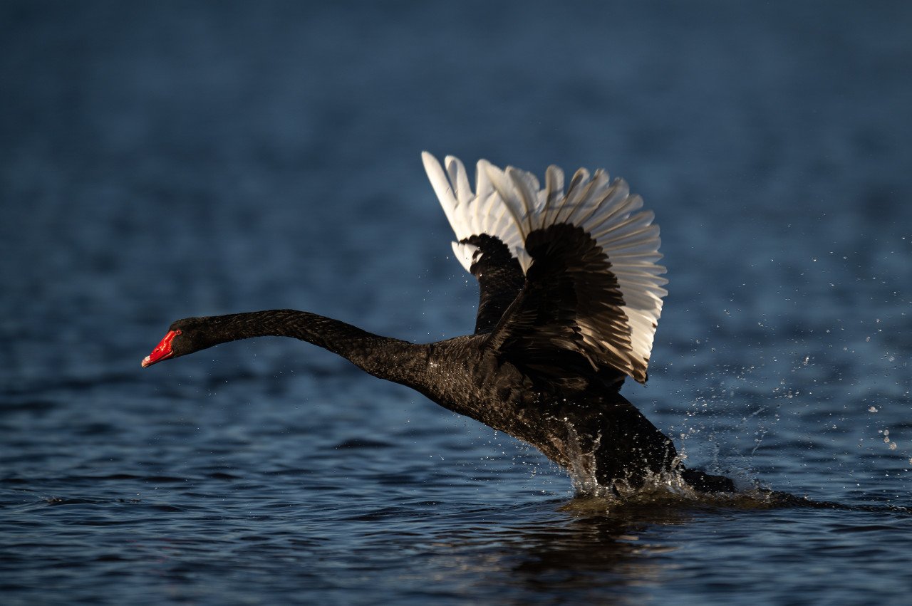 又见黑天鹅？美国区域银行拉响警报