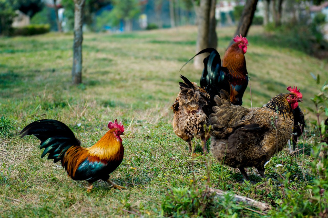 天农集团港股IPO，为广东第二大黄羽鸡企业，业绩波动较大