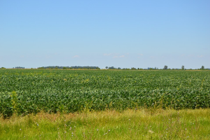 特朗普针对贸易战中受损的农民推出120亿美元援助计划，但并非所有人都满意
