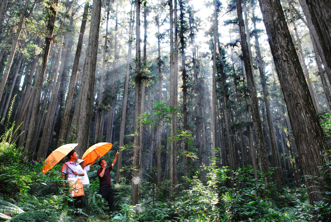人保财险推出全国首单冶炼行业碳超排费用损失保险，护航工业绿色转型