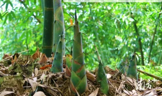 新春走基层 | 笋农的“新年礼物”