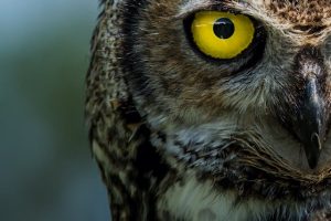 新研究认为，达尔文难以理解的眼睛进化没有那么难，几十万年就可以进化出独眼，然后变双