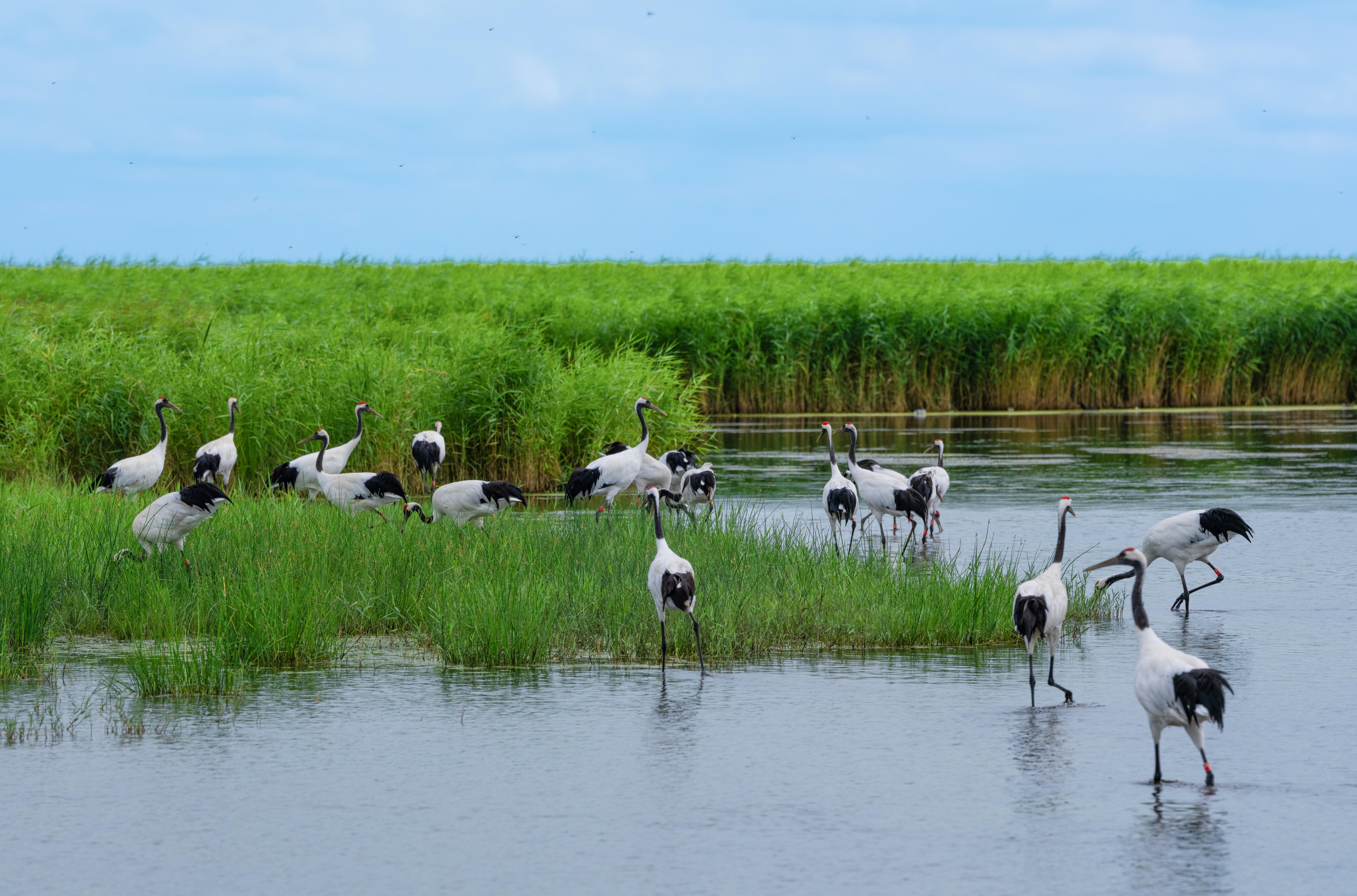 韧性之下的价值重估：飞鹤加速向全龄营养引领者迈进