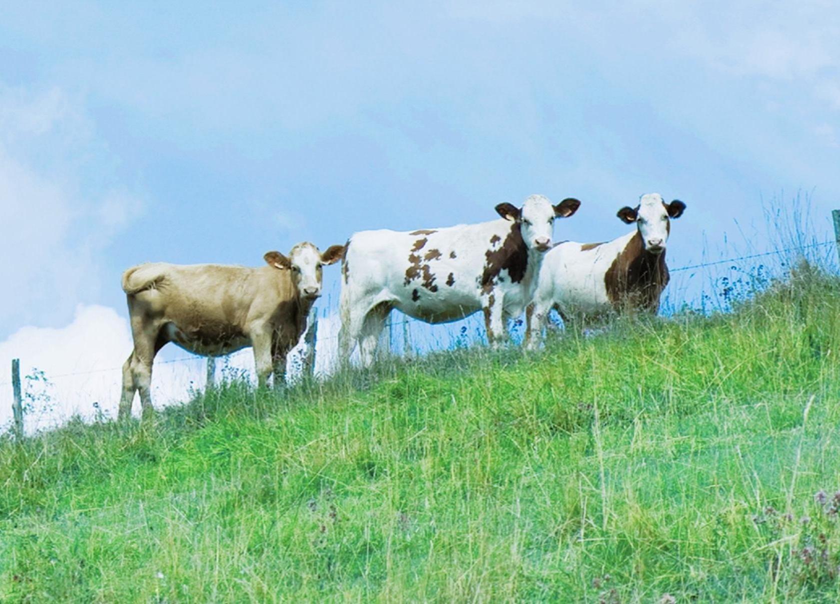 蒙牛2025年报中的“进”与“变”