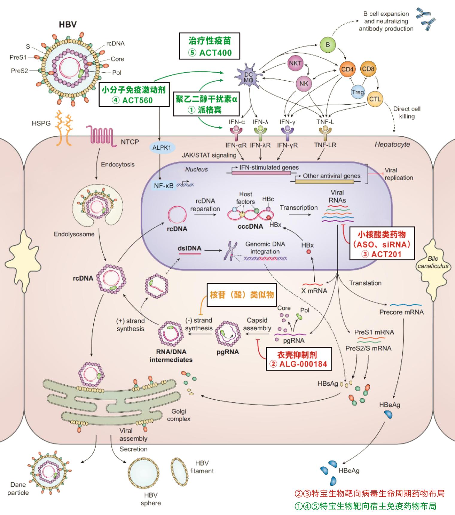 特宝生物与Aligos签署独占知识产权合作协议，加速乙肝全人群的治疗覆盖，降低全人群的肝癌风险