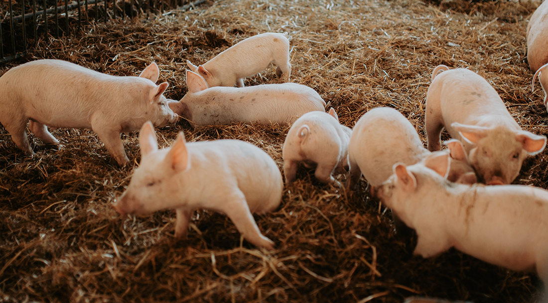 猪价回升，上市“猪企”10月销售额同比增长99%