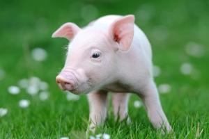 劳动力短缺的“灾难”扩散中! 英农场恐“被迫扑杀”10万头成猪