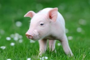 南非“猪界毕加索”最新作品2.7万美元成交! 创动物画作历史最高价