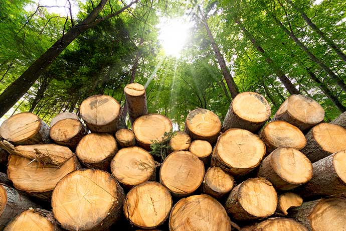 “柴火是新的黄金”！俄罗斯在冬季前切断天然气供应 欧洲木材需求激增
