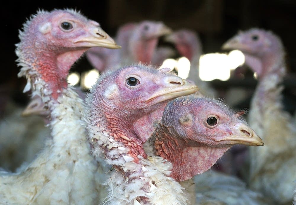 新一波H5N2变种来袭！禽流感突然现身亚洲致死 美国示警“全球缺蛋潮”掀经济风暴