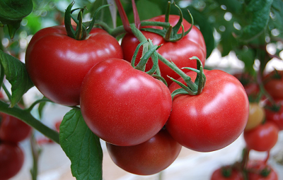 就离谱？！印度西红柿价格狂飙超300%，甚至引发盗窃和混乱……