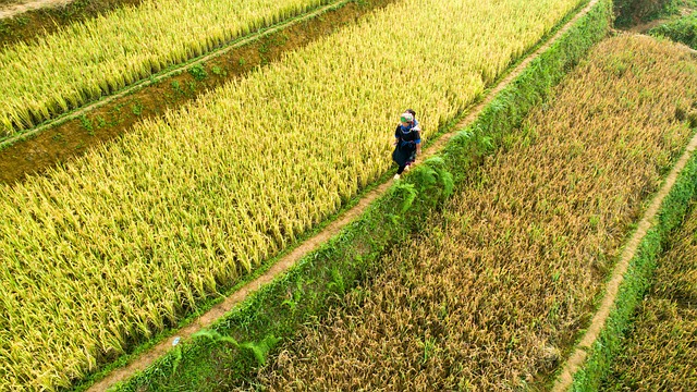 气候变化对中国专注的粮食安全来说，是个大麻烦