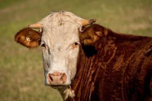中澳最新消息！荷兰合作银行：澳大利亚牛肉受中国贸易阻力影响 屠宰与出口总量下降 迎接牛价高涨季节