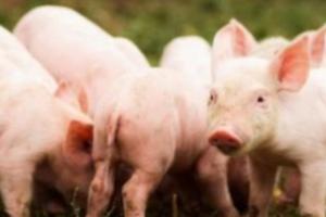 为遏制非洲猪瘟 四川南部县将关闭猪肉市场48小时