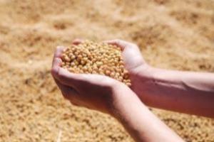 【大豆直击】重磅！中国6月大豆进口量达1072万吨 创历史第三高水平