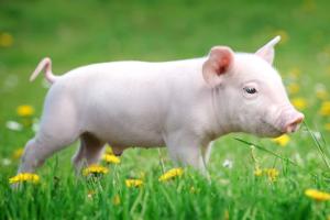 突发！A股猪肉板块异动 农业农村部等六部委：关于促进生猪产业持续健康发展的意见