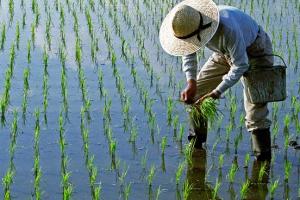 化肥价格涨至10年最高，中国发改委出手！今日将组织第一批钾肥储备投放