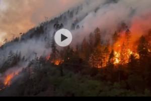 突发！西藏林芝发生森林火灾 火势迅猛、救援正在进行中