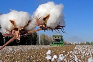 中国正在加量购买美国棉花！棉花连续第五个月上涨，全球服装成本恐将居高不下
