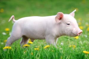 都因猪价大跌？中国10月肉类进口降至20个月低点 生猪供应相对过剩的局面恐持续