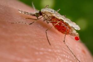 疟疾预防重大突破 疫苗有效率从55% 提升到77%