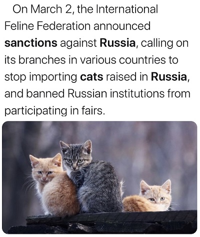 Liên đoàn quốc tế mèo tuyên bố mèo Nga cũng phải chịu sự trừng phạt
