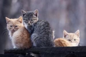 俄罗斯的猫也被制裁了！猫科动物国际联合会宣布：俄猫停售、禁赛