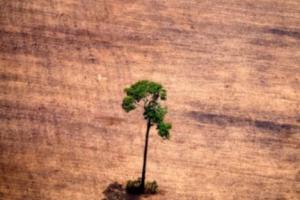 COP26峰会重磅消息！世界100多位领导人承诺到2030年结束森林砍伐