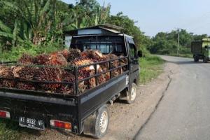 农作物保护主义加剧！印尼禁令导致棕榈油价格飙升，全球食品通胀风险加大
