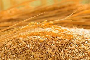 大米会涨价吗？印度可能迎来充足的季风雨，稻农将全力维持种植