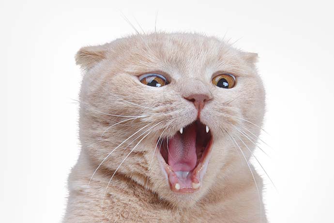 政府催生措施效果不佳？香港出生人口骤降