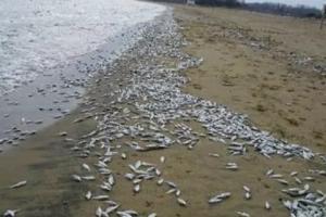 日本近海惊现大量死鱼 引发日本民众大量猜测