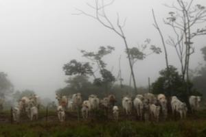 巴西发现“非典型”疯牛病病例！暂停对华牛肉出口