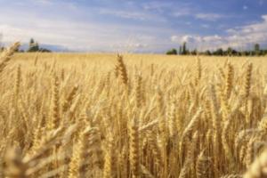 印度全球粮仓“梦碎”！天气不给力遭热浪侵袭打击小麦产量 粮食供应缺口难填
