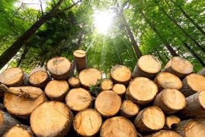 疯狂的木材！价格暴跌近70%后，资深经济学家：3个因素将保持木材期货上涨