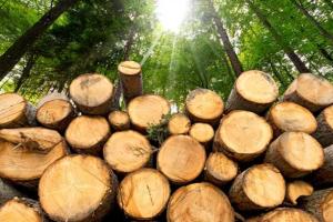 野火烧不尽，木材又飙升！北美森林大火导致生产商削减产量，木材期货暴涨10%