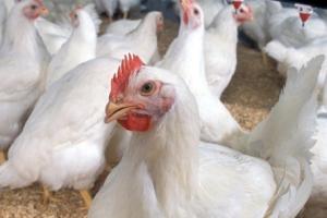 H5N1禽流感在全美迅速蔓延 对禽类高度致命 将影响全球禽肉供应