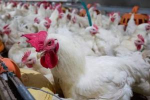 雪上加霜！禽流感冲击美国产蛋区，恐提高加工食品成本，进一步加剧通胀