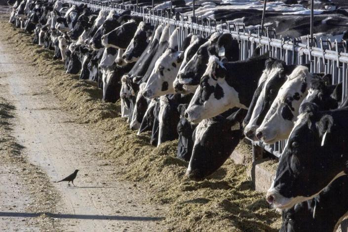 德克萨斯州和堪萨斯州的奶牛检测出禽流感呈阳性